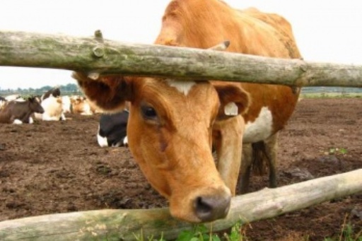 Под Волгоградом задержаны подозреваемые в краже скота