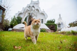 Волгоградские компании принимают на работу собак и котов
