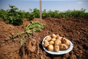 Волгоградским огородникам напомнили о болезни, которая поражает клубни картофеля