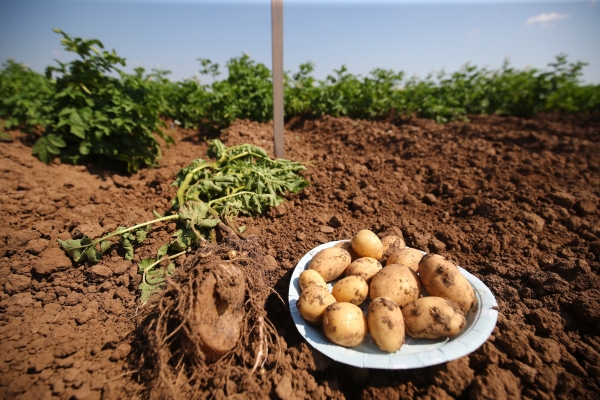 Волгоградским огородникам напомнили о болезни, которая поражает клубни картофеля