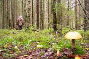 Волгоградский полицейский спас заблудившегося грибника
