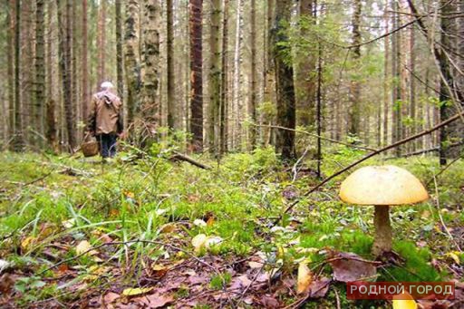 Волгоградский полицейский спас заблудившегося грибника