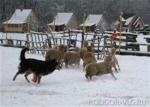 Под Волгоградом 5-летнего мальчика отчим выгнал на мороз пасти овец