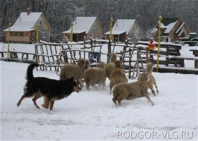 Под Волгоградом 5-летнего мальчика отчим выгнал на мороз пасти овец