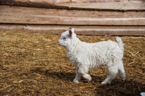 На ферме в Волгоградской области отравили редких камерунских коз