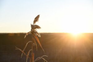 В Волгоградской области аномальные морозы сохранятся до 7 декабря