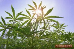 400 кустов конопли изъяла полиция в пойме реки Волги