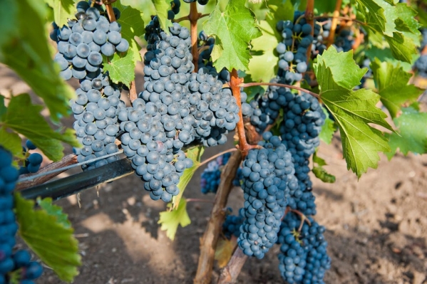 О виноградных чубуках рассказали волгоградцам