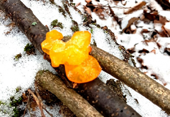 Краевед из Волгоградской области сфотографировал в лесу красивые грибы