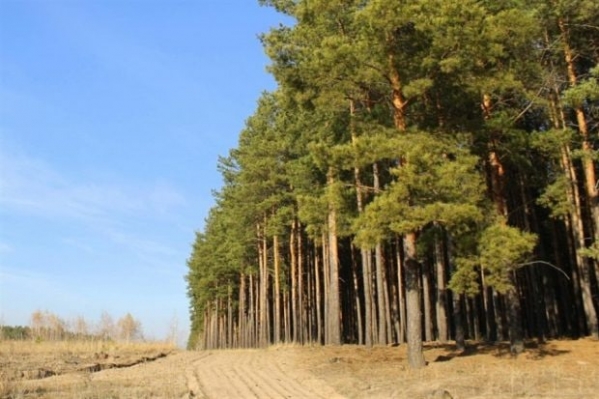 В Волгоградской области временно нельзя будет посетить леса