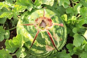 В Волгоградской области град повредил бахчевые культуры