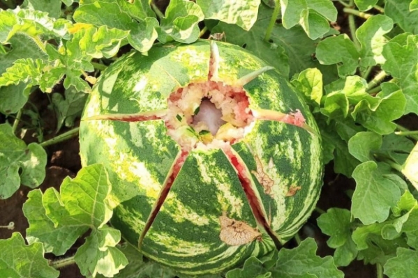 В Волгоградской области град повредил бахчевые культуры