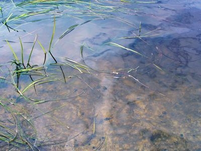 9-летний житель Городищенского района утонул в пруду