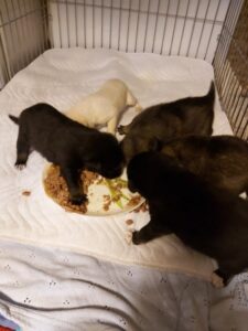 Собака Дина и ее щенки ищут  заботливых хозяев в Волгограде