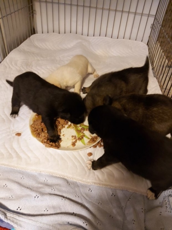 Собака Дина и ее щенки ищут  заботливых хозяев в Волгограде