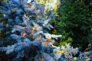 В Волгограде в горсаду выкопали голубые ели