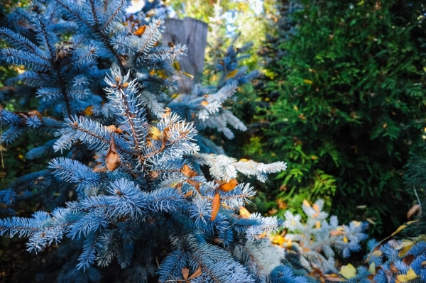 В Волгограде в горсаду выкопали голубые ели