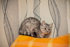 3 способа эффективно наказать кошку
