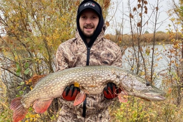 Волгоградец похвастался уловом крупной щуки