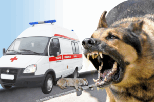 Волгоградский врач рассказал, как пытались спасти девочку от бешенства