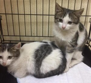 19‑летняя волгоградка просит помочь оплатить клинику для котят