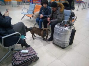 В волгоградском аэропорту приютили собаку со сломанными лапами