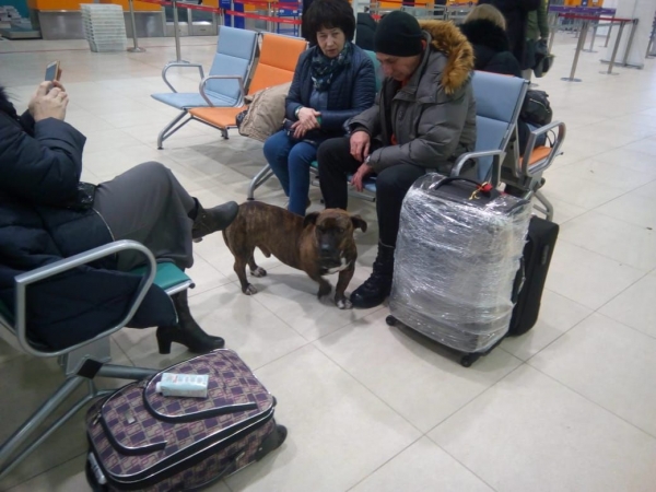 В волгоградском аэропорту приютили собаку со сломанными лапами