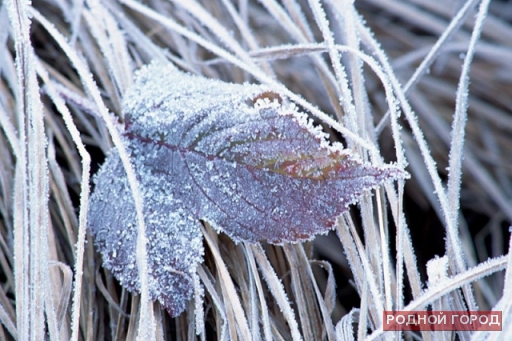 В выходные в Волгоградской области возможны заморозки