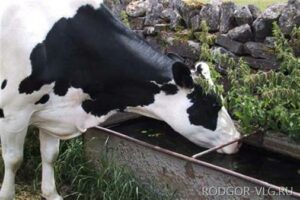 Под Волгоградом 1,5-годовалый мальчик утонул в поилке для животных