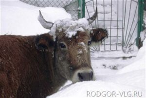 В Волгоградской области третьи сутки ищут пропавших пастуха и стадо коров