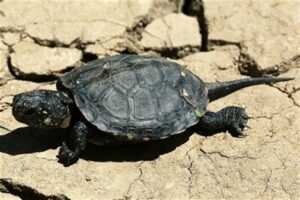 Волгоградец заплатит штраф за похищение болотных черепах