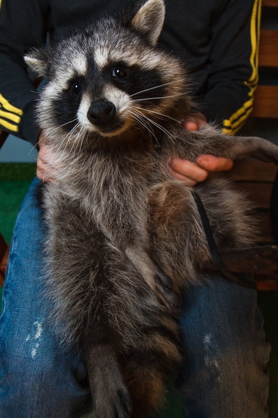 В США пьяного енота «арестовали» полицейские