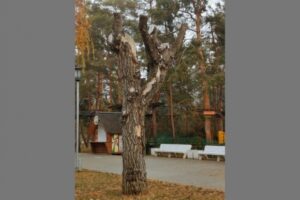 В волгоградском Горсаду вырубят 33 больных дерева