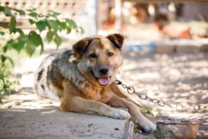 В Волгоградской области сократилось количество бездомных животных