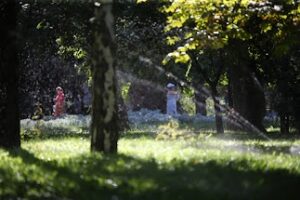 Стало известно, как зеленые насаждения влияют на концентрацию внимания у детей