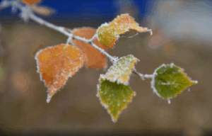 В Волгоградской области ожидаются заморозки до -3 градусов