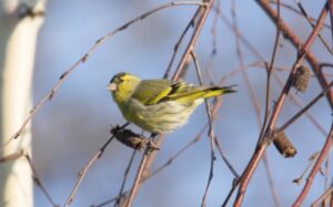 Какие приметы есть в Ефимов день, 24 марта