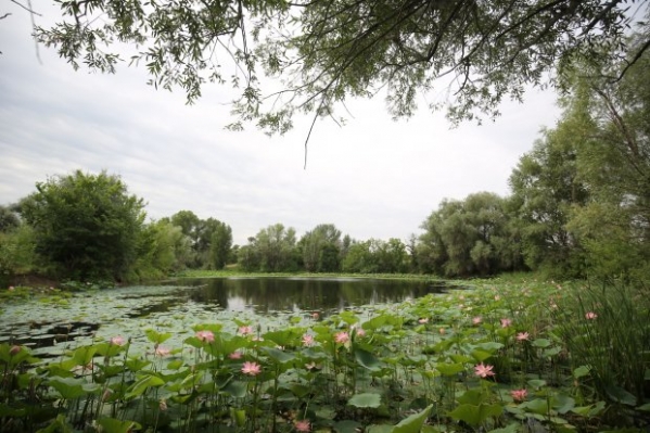 Под Волгоградом проходит благоустройство территории Лотосового озера