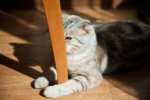 Шокирующее исследование: ученые выяснили, что кошки не эгоисты