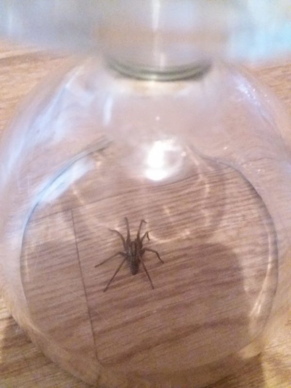 Встреча с пауком «парализовала» жительницу Волгограда
