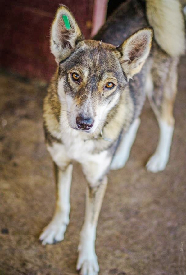 В Волгограде три собаки со сложной судьбой ждут добрых хозяев