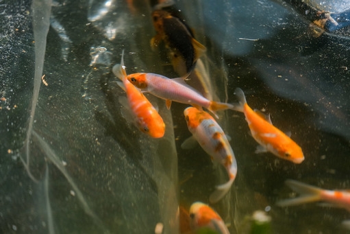 В пруд сквера имени Саши Филиппова вернули рыбок и черепах