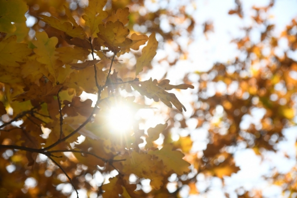 В Волгограде 13 октября потеплеет до +20 °C