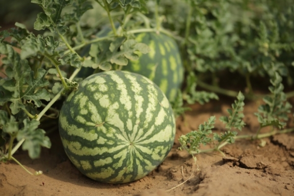 Аграрии Волгоградской области собрали более 28 000 тонн бахчевых культур