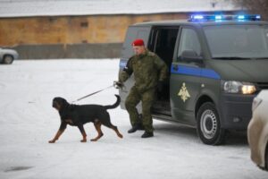 Во Фролово собаки помогли найти разбойников в новогодних колпаках