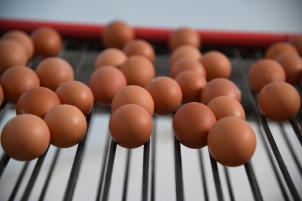 В Волгоградской области выросли цены на яйца, гречку и овощи