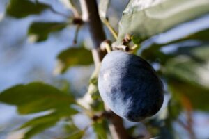 Волгоградцам рассказали, что нужно для благополучной зимовки сливы