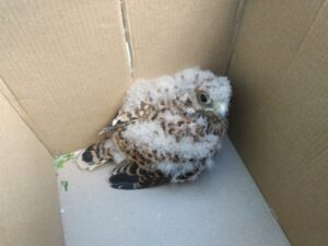 Волгоградцы спасли краснокнижную птицу