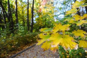 Октябрьская непогода настигнет волгоградцев в начале недели