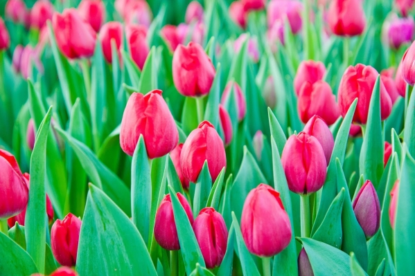 Волгоградцы любуются первоцветами на выставке в ботсаду